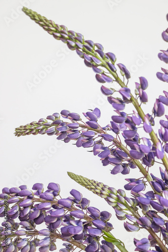 purple lupin flower on white background 