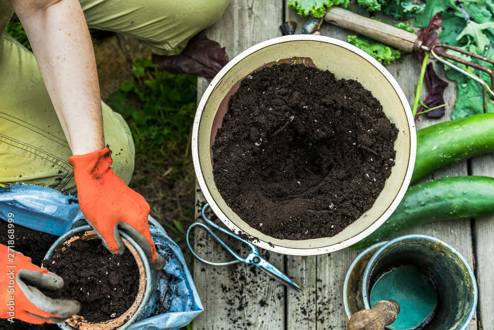Gardeners hands preparing soil in plant pots, gardening tools and fresh picked vegetable. Top view with selective focus — potting soil Gardeners hands preparing soil in plant pots, gardening tools and fresh picked vegetable. Top view with selective focus — potting soil