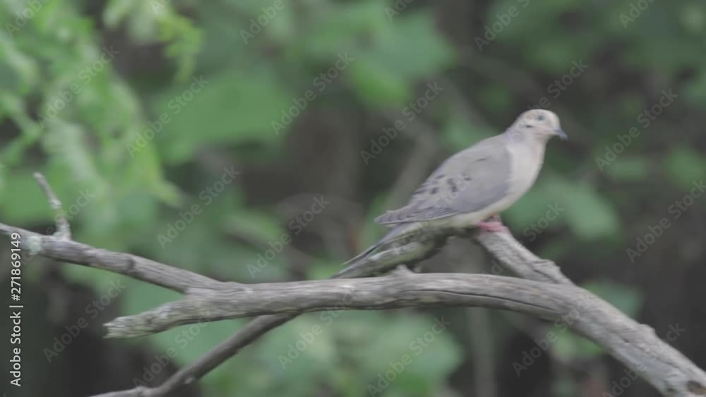 mourning dove perches on a tree branch mourning dove perches on a tree branch