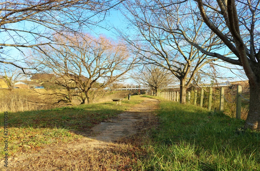 Obraz premium 風景 冬 道 落葉樹 渡良瀬 栃木