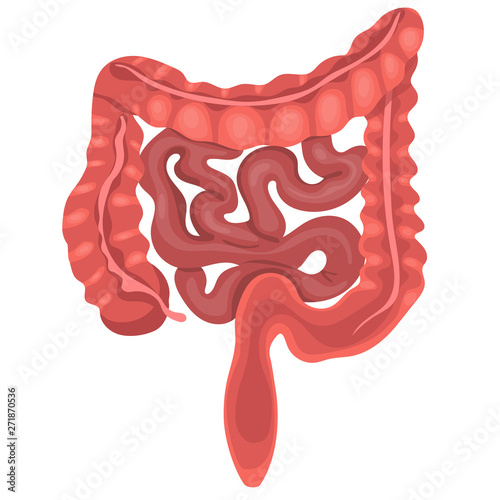 Realistic flat vector illustration of small and large intestine. Human internal organ, digestive tract. Vector illustration isolated on white background.