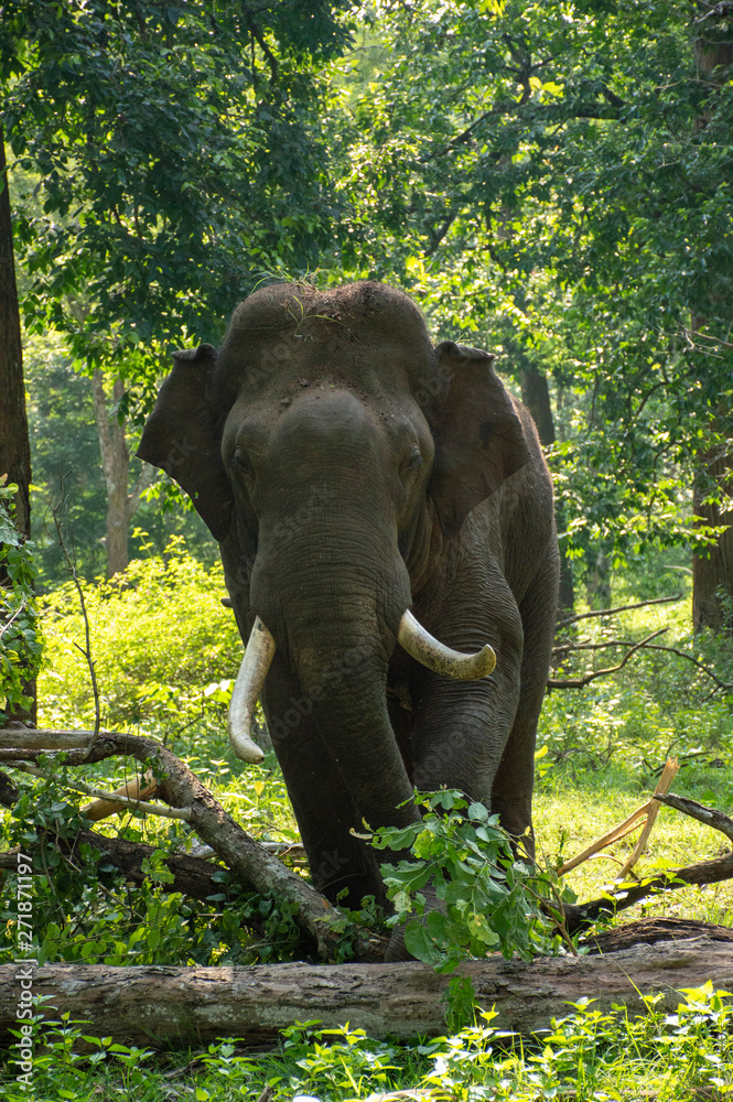 Fototapeta premium Elephant from Kabini