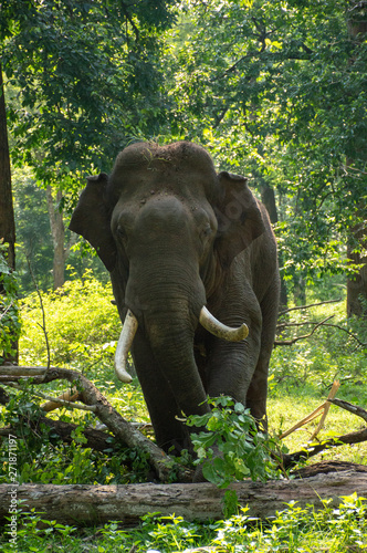 Elephant from Kabini