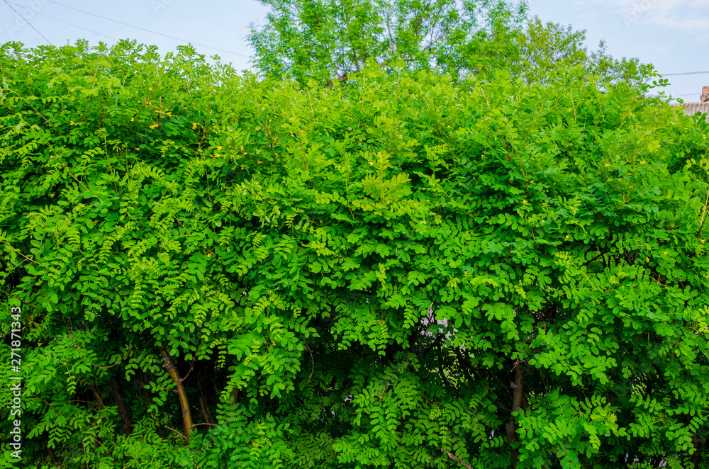 Natural hedge from dense bushes of yellow acacia. Natural hedge from dense bushes of yellow acacia.
