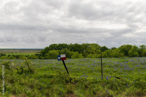 Bluebonnets wildflowers and fence line in field and blue sky background