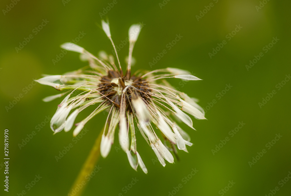 Wet Dandelion Seedpod
