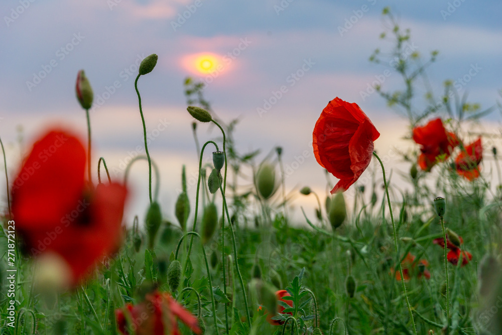 Naklejka premium Mohnblumen