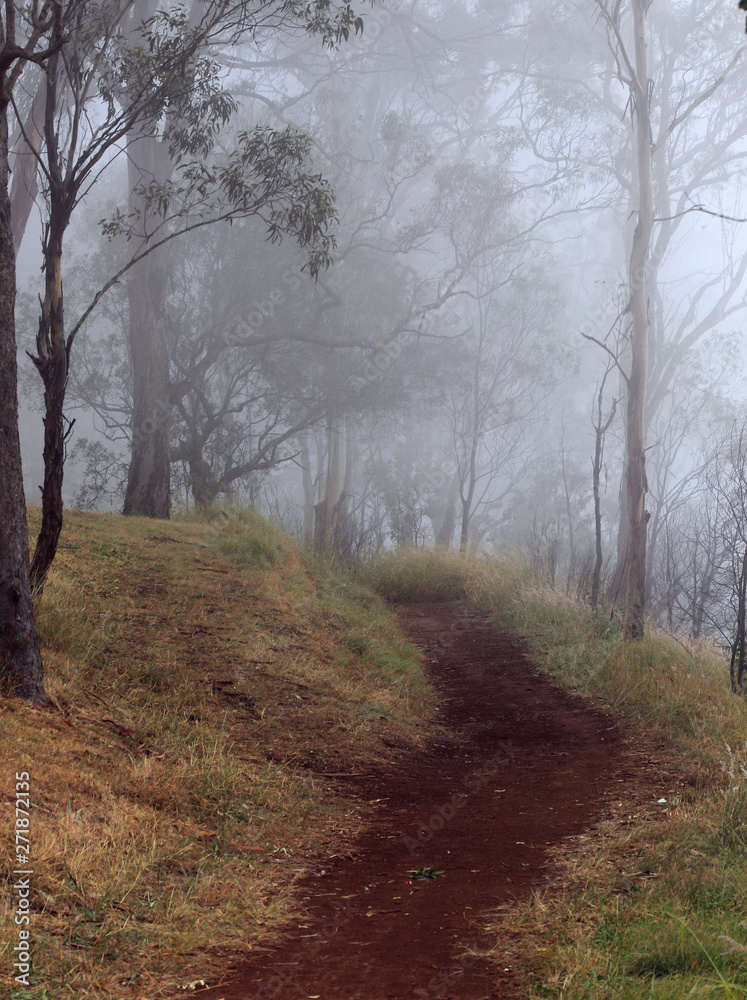 foggy path along a grassy dirt path with gum trees in the background foggy path along a grassy dirt path with gum trees in the background