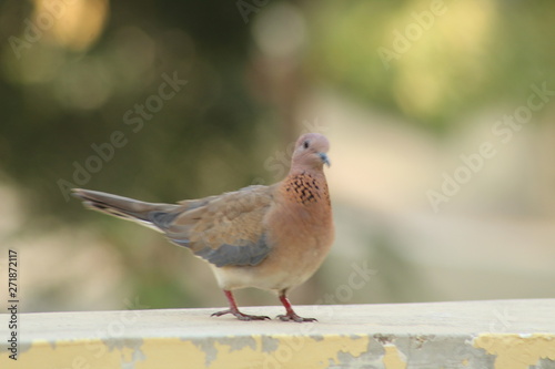 Indian dove bird  © Mukesh