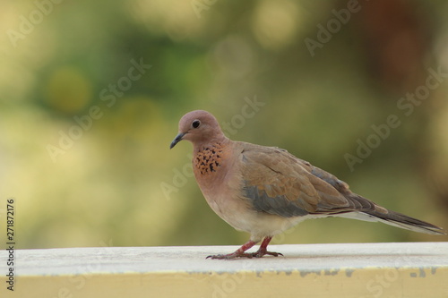 Indian dove bird 