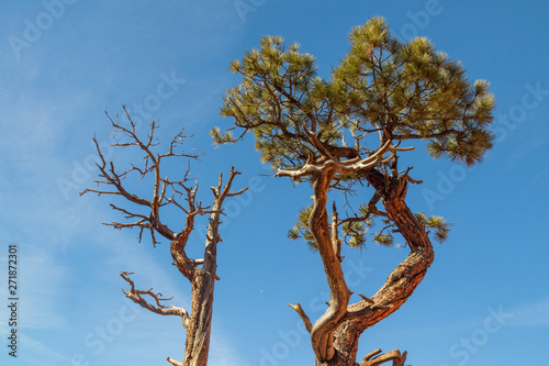 Bristlecone pine at Bryce Canyon National Park, Utah, USA
