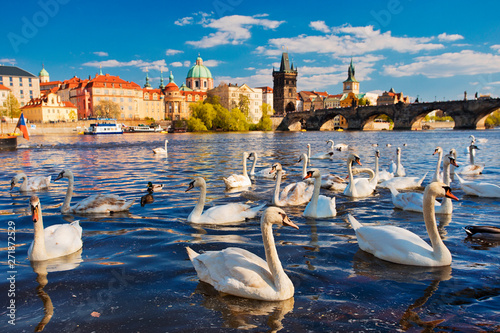 Swans on the Vltava River in Prague 