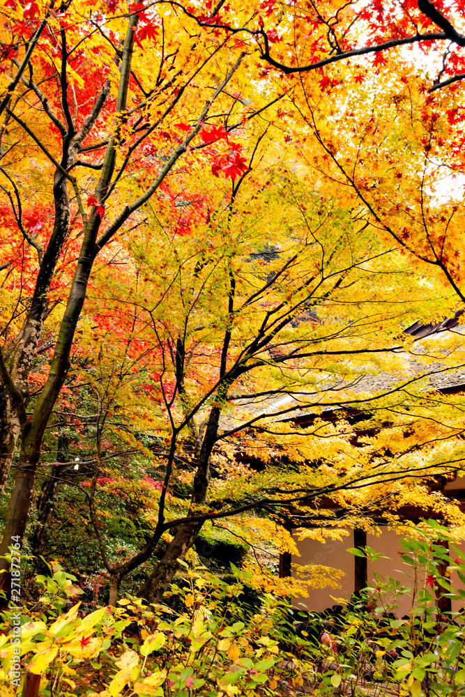 Autumn colors at the Japanese garden of Kongourinji, a temple in Shiga prefecture, Japan