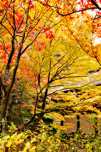 Autumn colors at the Japanese garden of Kongourinji  a temple in Shiga prefecture  Japan