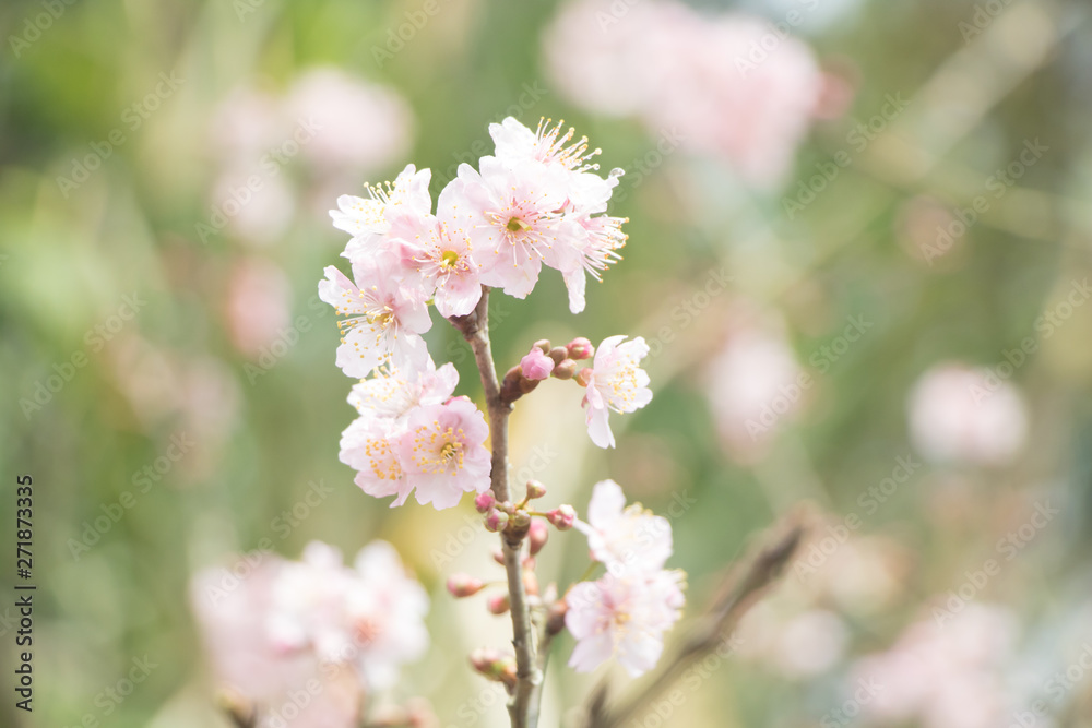 Beautiful cherry blossoms blooming in Taiwan. Species: Taiwan Cherry.