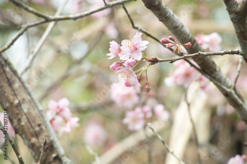 Beautiful cherry blossoms blooming in Taiwan. Species: Taiwan Cherry. © JingLing
