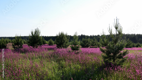 view of the lawn, blooming with the first summer flowers, on the outskirts of the forest overgrown with young pine trees