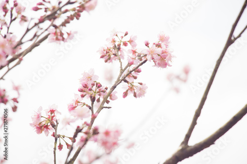 Beautiful cherry blossoms blooming in Taiwan. Species: Taiwan Cherry.