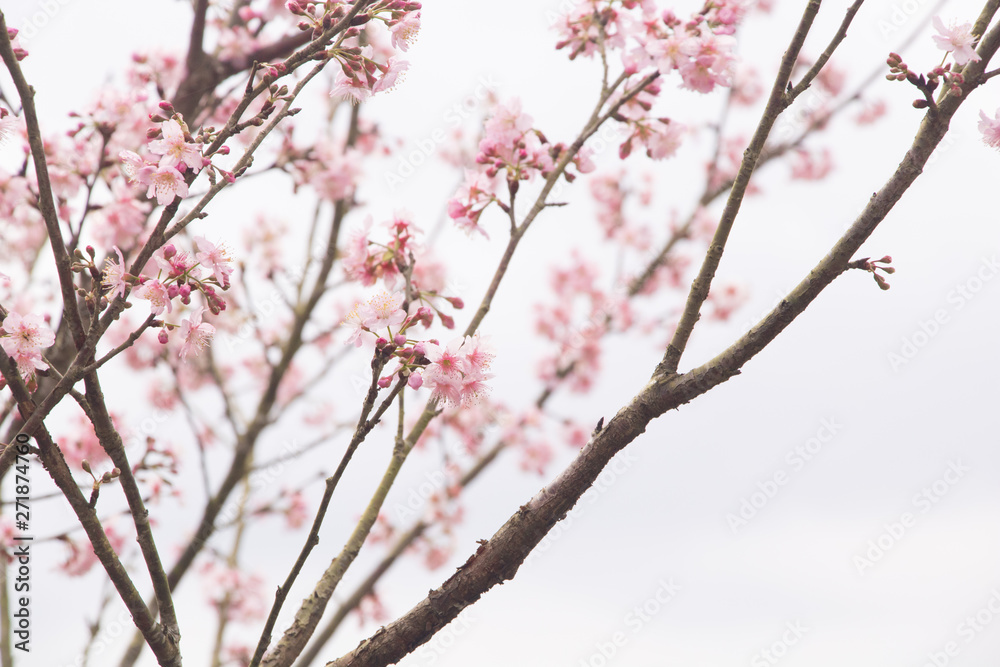 Beautiful cherry blossoms blooming in Taiwan. Species: Taiwan Cherry. Beautiful cherry blossoms blooming in Taiwan. Species: Taiwan Cherry.