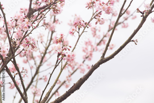 Beautiful cherry blossoms blooming in Taiwan. Species: Taiwan Cherry.