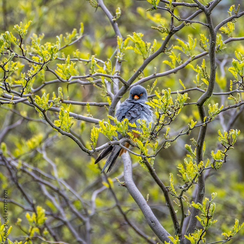 Isolated close up of a single beautiful mature male red footed falcon camouflaged in a tree- Danube Delta Romania photo