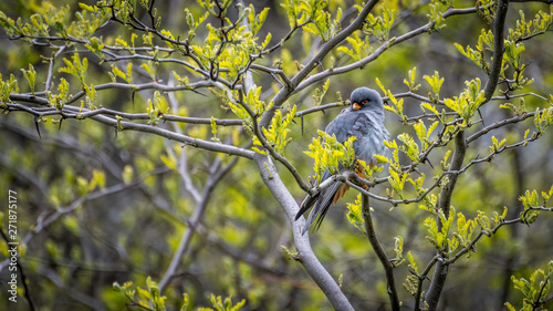 Isolated close up of a single beautiful mature male red footed falcon camouflaged in a tree- Danube Delta Romania