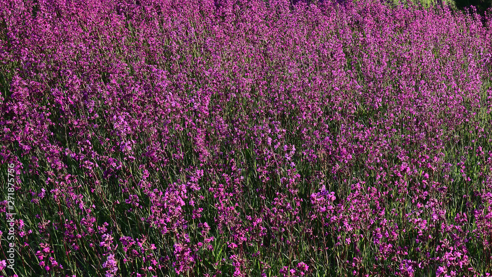 Naklejka premium blooming summer meadow that looks like a mauve carpet