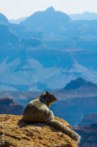 Squirrel Overlooking Grand Canyon