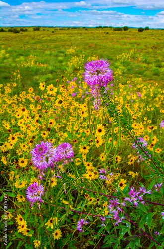 Bee Balm And Sunflowers