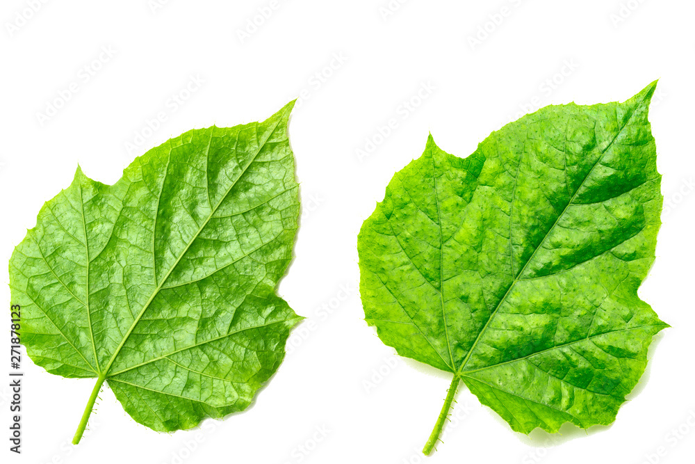 Green leaf texture isolated on white Green leaf texture isolated on white