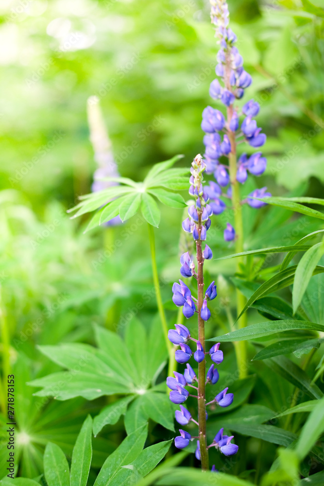Lupine is a wildflower. Beautifully flowering glade - flower lupine. Herbaceous plant of the legume family with bright purple-red flowers. Grass leaves in the wild. Lupine is a wildflower. Beautifully flowering glade - flower lupine. Herbaceous plant of the legume family with bright purple-red flowers. Grass leaves in the wild.