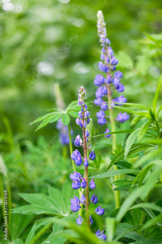 Lupine is a wildflower. Beautifully flowering glade - flower lupine. Herbaceous plant of the legume family with bright purple-red flowers. Grass leaves in the wild.