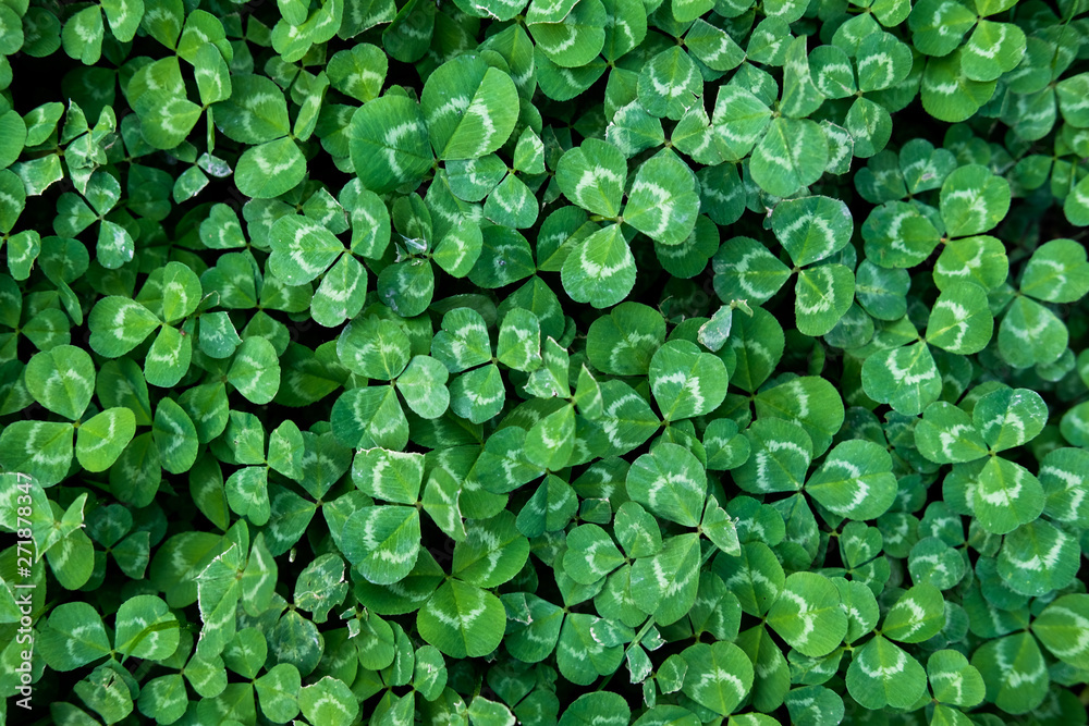Clover Leaves for Green background with three-leaved shamrocks. st patrick's day background, holiday symbol. Clover Leaves for Green background with three-leaved shamrocks. st patrick's day background, holiday symbol.