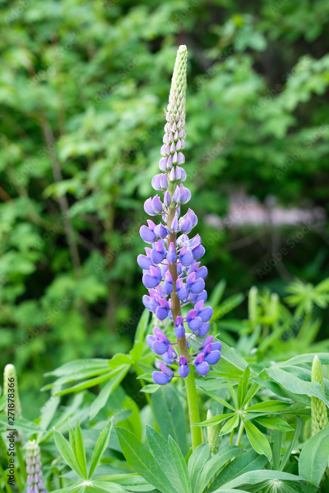 Lupine is a wildflower. Beautifully flowering glade - flower lupine. Herbaceous plant of the legume family with bright purple-red flowers. Grass leaves in the wild. Lupine is a wildflower. Beautifully flowering glade - flower lupine. Herbaceous plant of the legume family with bright purple-red flowers. Grass leaves in the wild.