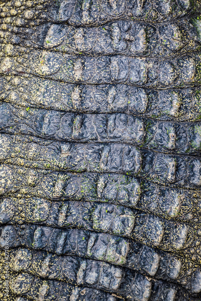 Crocodile skin texture Crocodile skin texture