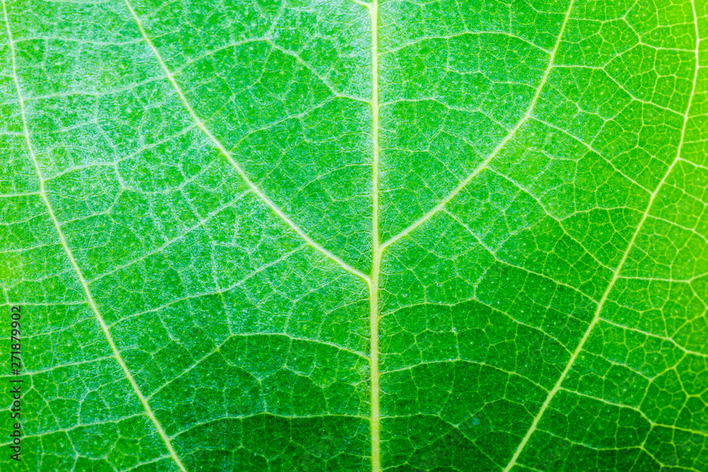 Green leaf texture Green leaf texture