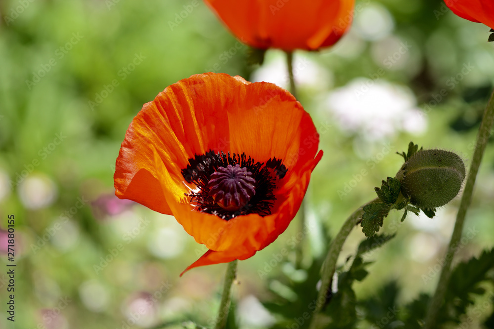 Fototapeta premium Beautiful garden poppy flower close up on a bright sunny day