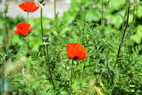 Poppy flowers in the garden on a bright sunny day