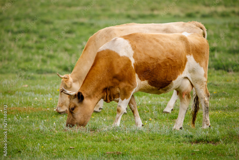 cow cow