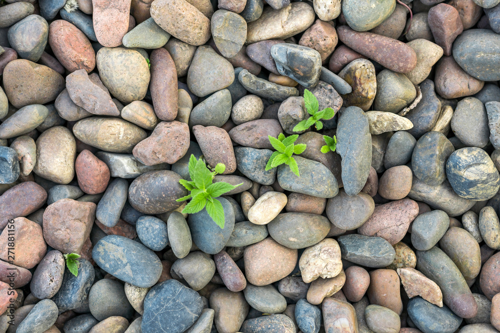 top view large pebbles, green plant germinating through stones. abstract pebbles stone background. top view large pebbles, green plant germinating through stones. abstract pebbles stone background.