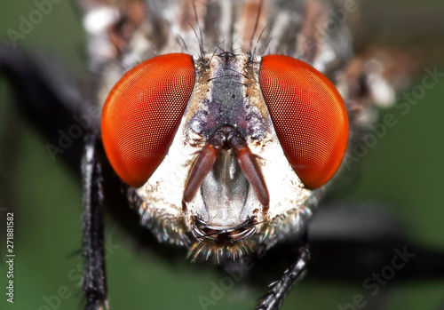 Macro Photo of Head of Housefly on Green Leaf