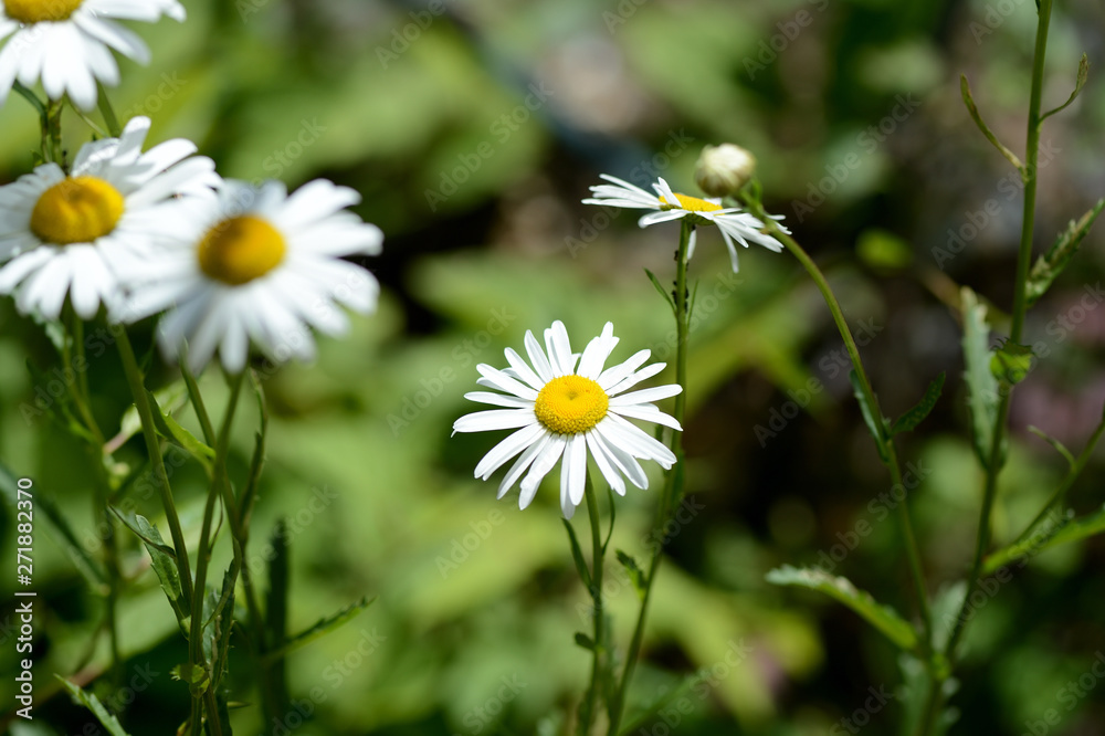 Beautiful camomiles in a summer garden close up Beautiful camomiles in a summer garden close up