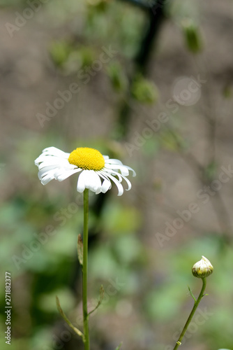 Beautiful garden camomile on a bright sunny day close up © Talulla