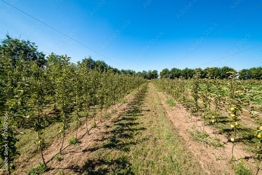 Ripen apples on young trees. Apple harvest in fruit orchard in British Columbia