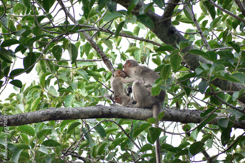 monkeys sitting on a tree branch