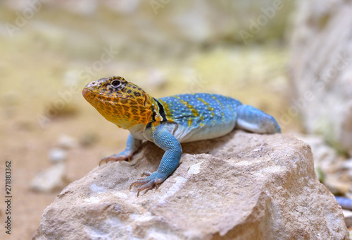 Common collared lizard (Crotaphytus collaris) on stone.  photo