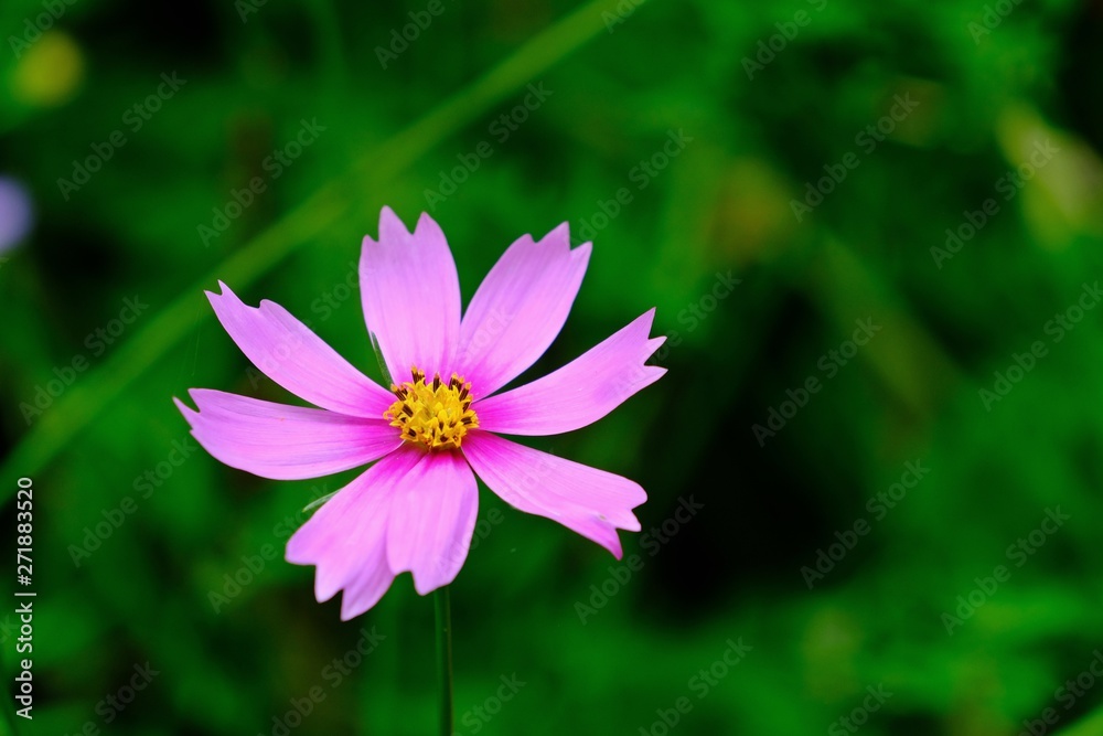Beautiful close up shot of pink cosmos flower with blurred green background. Beautiful close up shot of pink cosmos flower with blurred green background.