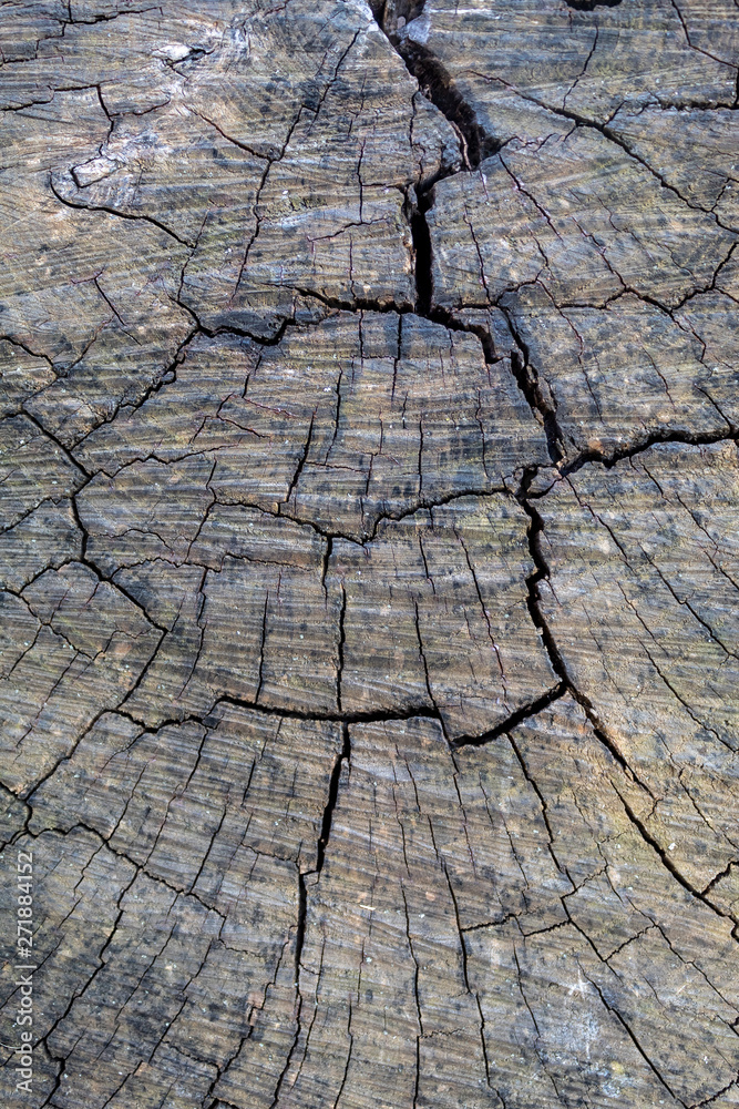 Fototapeta premium Grayish Old Weathered Cracked Wood Texture