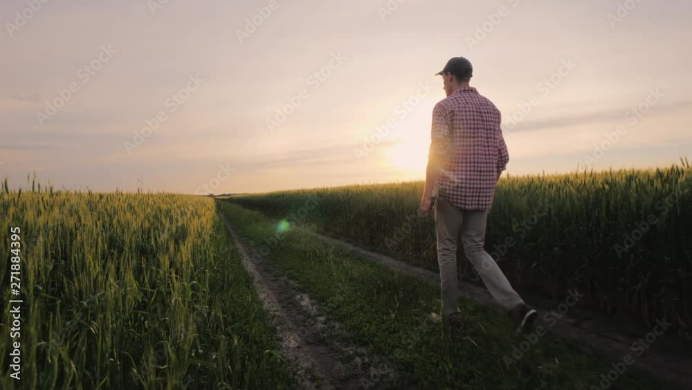 Purposeful male farmer goes on the road between the fields of wheat at sunset. People in agribusiness concept Purposeful male farmer goes on the road between the fields of wheat at sunset. People in agribusiness concept