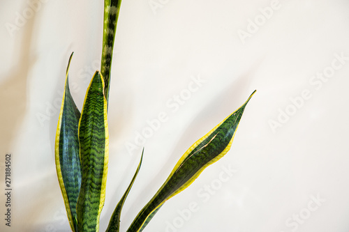 Tropical sansevieria trifasciata or snake plnat indoor pot with white wall background. photo